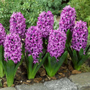 Premium Winter Hyacinth Bulbs for Your Garden - Easy to Grow | Stunning Colors & Long-Lasting Fragrance