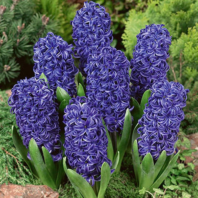 Plantogallery Hyacinth Blue Pearl Imported Flower Bulbs Size 15/16