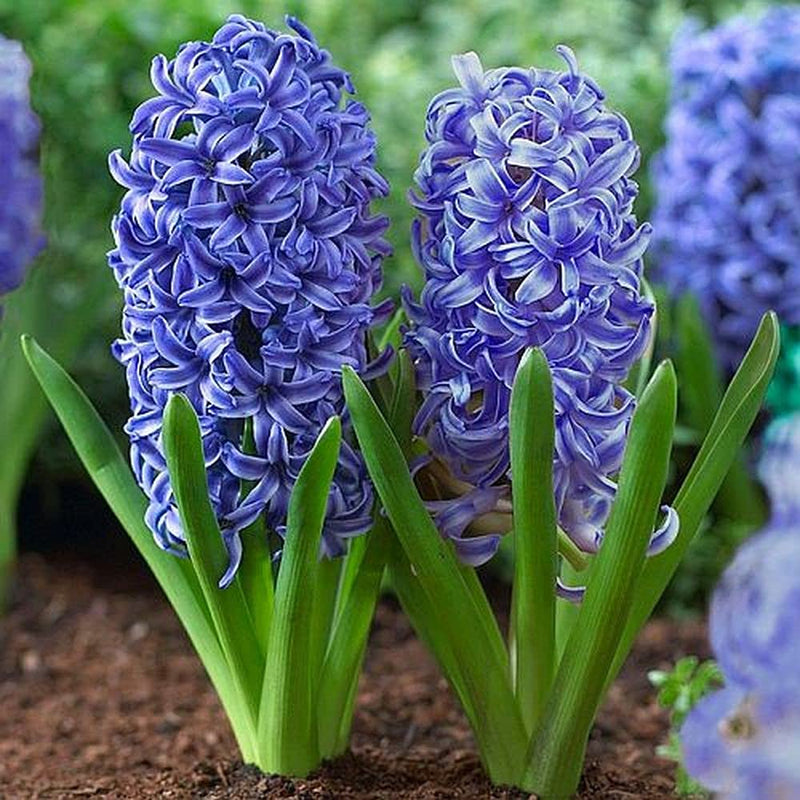 Plantogallery Hyacinth Blue Pearl Imported Flower Bulbs Size 15/16