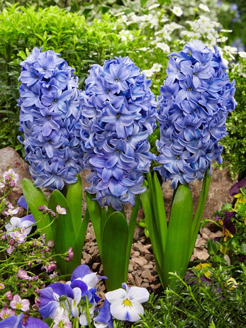 Plantogallery Hyacinth Delfts Blauw Imported Flower Bulbs Size 15/16