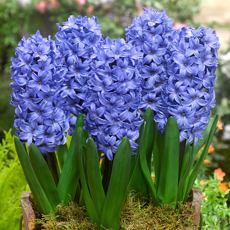 Plantogallery Hyacinth Delfts Blauw Imported Flower Bulbs Size 15/16