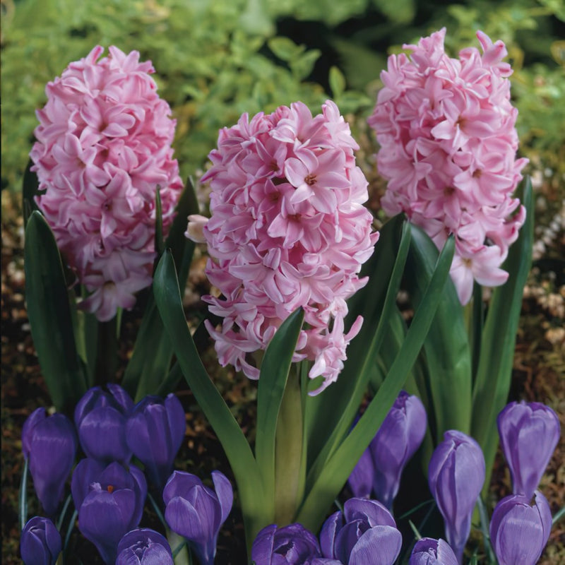Plantogallery Hyacinth Fondant Imported Flower Bulbs Size 15/16