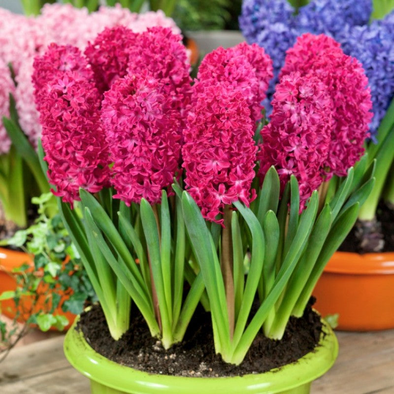 Plantogallery Hyacinth Jan Boss Imported Flower Bulbs Size 15/16