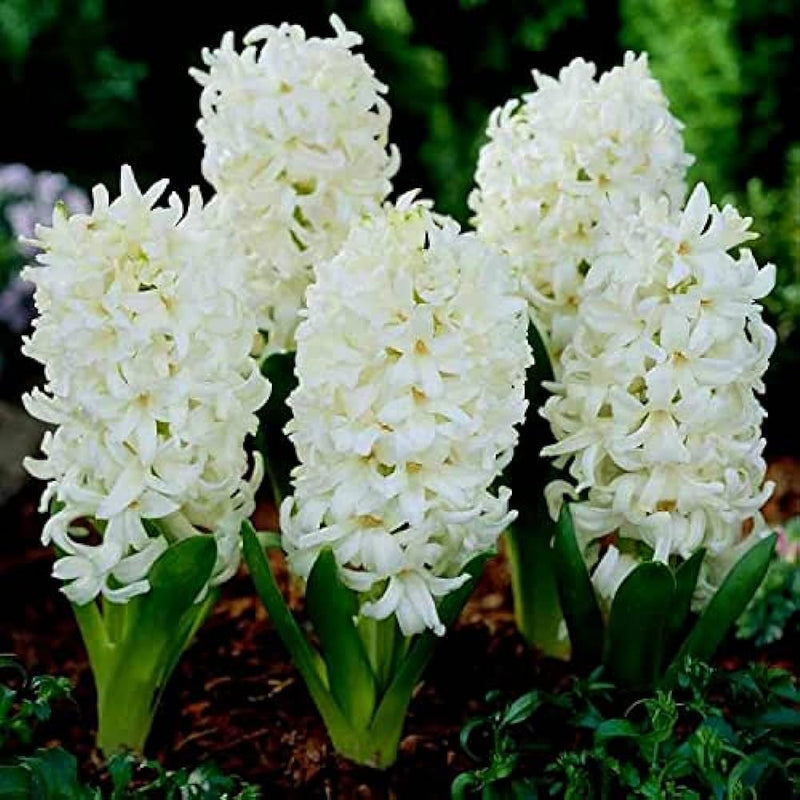 Plantogallery Hyacinth Aiolos Imported Flower Bulbs Size 15/16