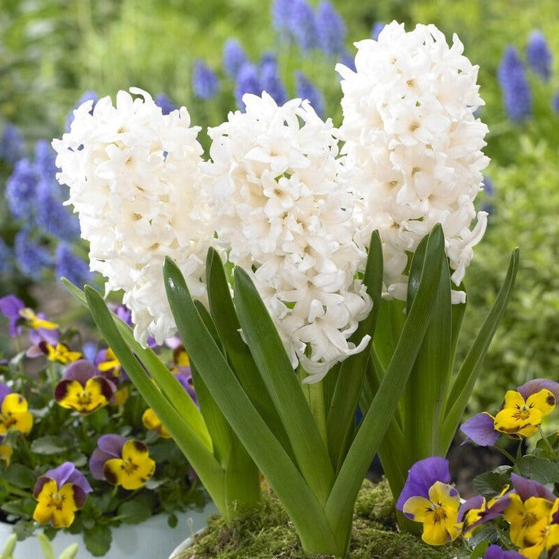 Plantogallery Hyacinth Aiolos Imported Flower Bulbs Size 15/16