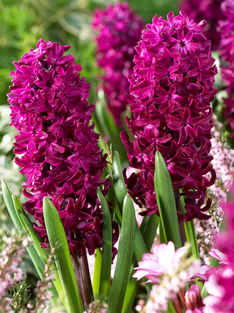 Plantogallery Hyacinth Woodstock Imported Flower Bulbs Size 15/16