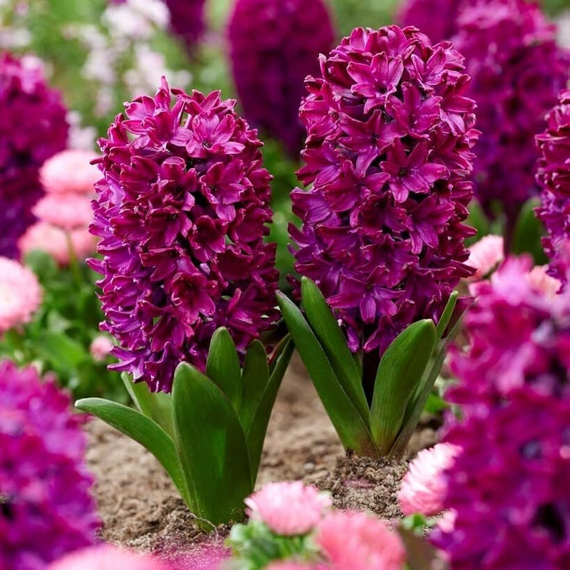 Plantogallery Hyacinth Woodstock Imported Flower Bulbs Size 15/16