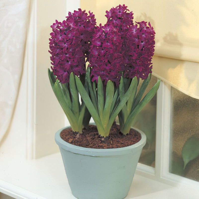 Plantogallery Hyacinth Woodstock Imported Flower Bulbs Size 15/16