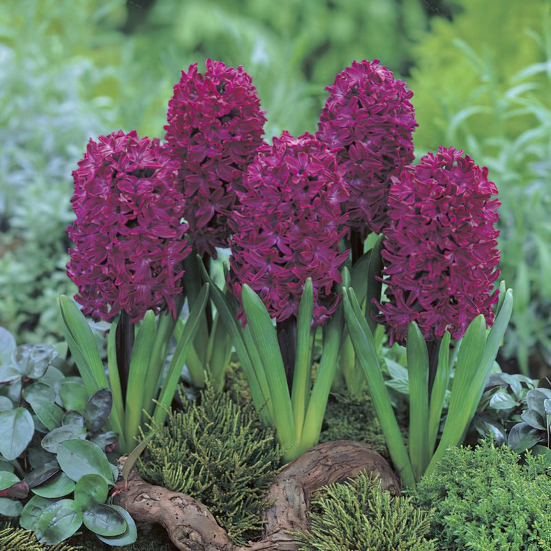 Plantogallery Hyacinth Woodstock Imported Flower Bulbs Size 15/16