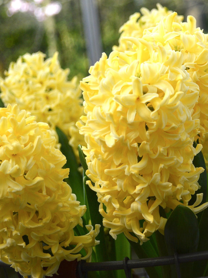 Plantogallery Hyacinth Yellow Queen Imported Flower Bulbs Size 15/16