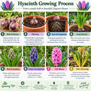 plantogallery-hyacinth-growing-process