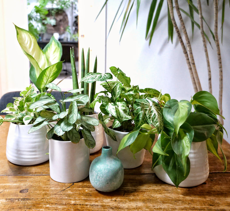 indoor-plant-collection