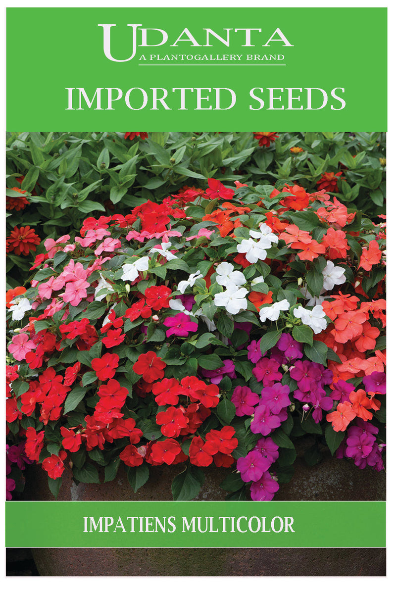 Udanta Imported Flower Seeds - Impatiens Ibrido Perennial Flower Seeds - Qty 0.3Gm (Mix) Pack of 5 Pkt