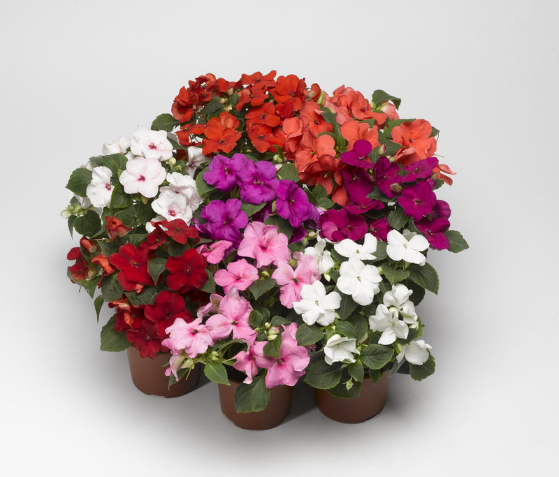 Impatiens Walleriana F1 Balance Perfect Mix Flower Imported 20 Seeds