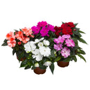 Impatiens hawkeri Florific (Double) Mix Flower Imported 20 Seeds