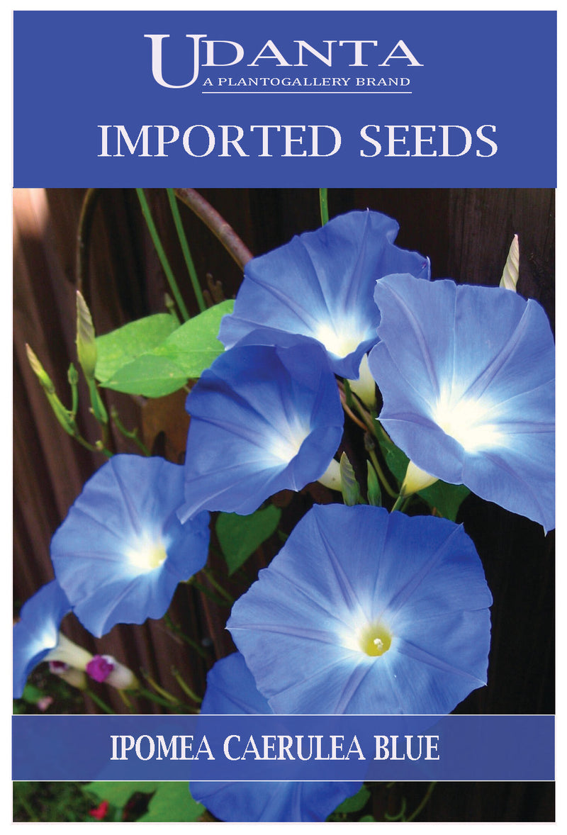 Udanta Imported Flower Seeds - Ipomea Caerulea Vine Morning Glory Flower Seeds For All Season - Qty 5Gm (Blue) Pack of 5 Pkt