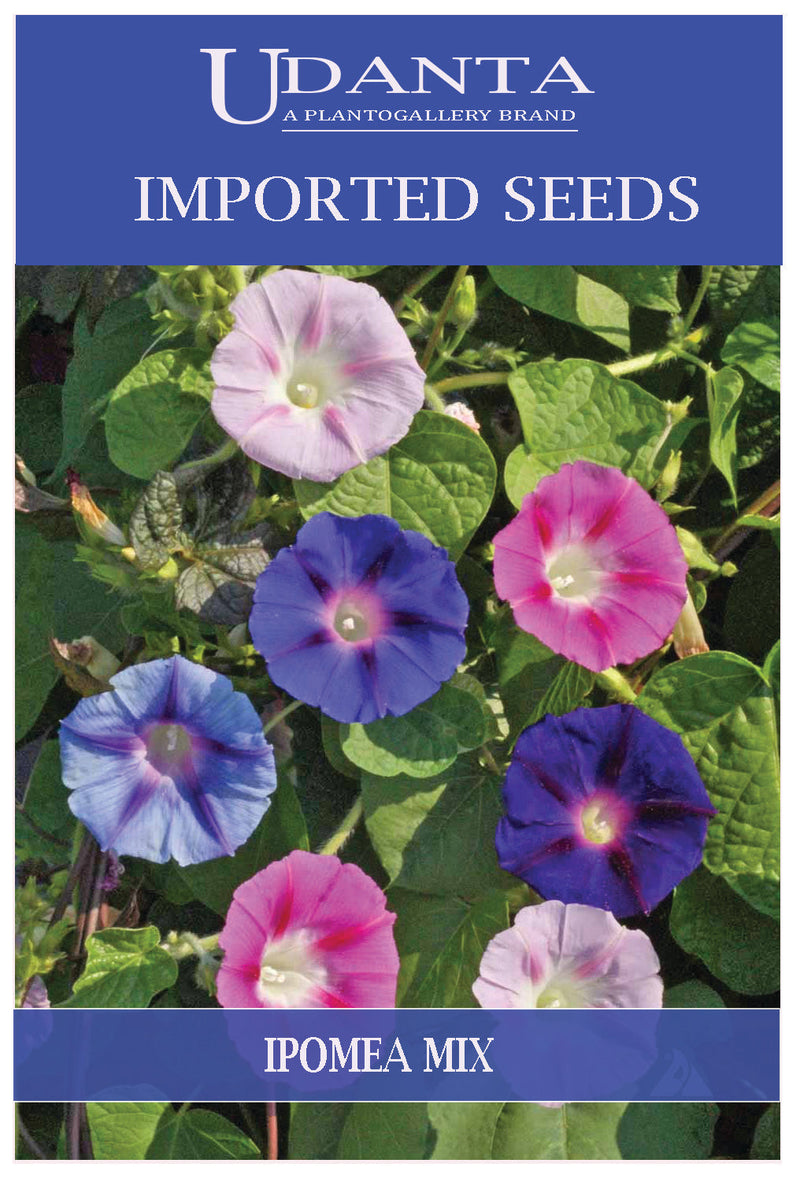 Udanta Imported Flower Seeds - Ipomea Climbing Flower Seeds For All Season - Qty 5Gm (Mix) Pack of 5 Pkt