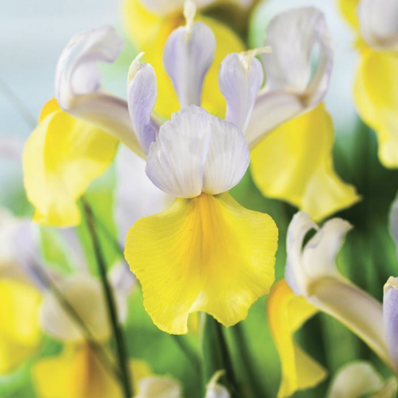 Plantogallery Iris Apollo Imported Flower Bulbs Size 7/8