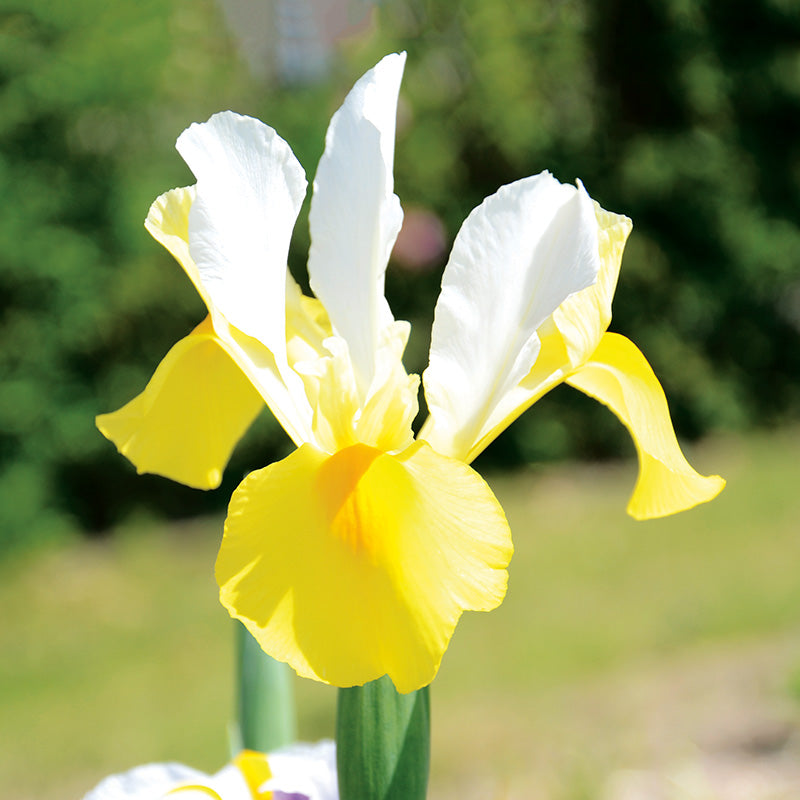 Plantogallery Iris Apollo Imported Flower Bulbs Size 7/8