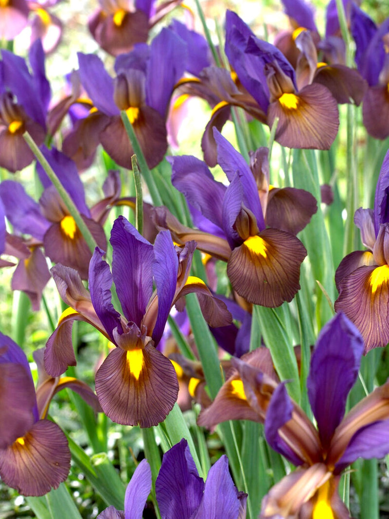 Plantogallery Iris Eye Of The Tiger Imported Flower Bulbs Size 7/8