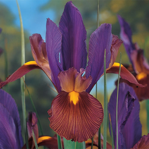 Plantogallery Iris Eye Of The Tiger Imported Flower Bulbs Size 7/8