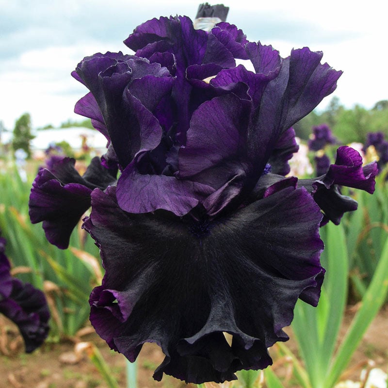 Plantogallery Iris Rhizomes Pure Black Imported Flower Bulbs Size 12cm+