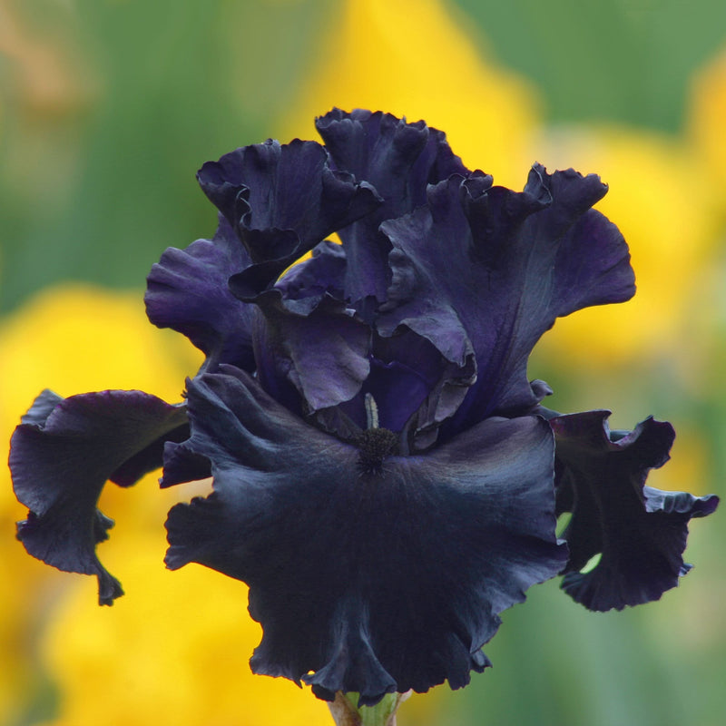 Plantogallery Iris Rhizomes Pure Black Imported Flower Bulbs Size 12cm+