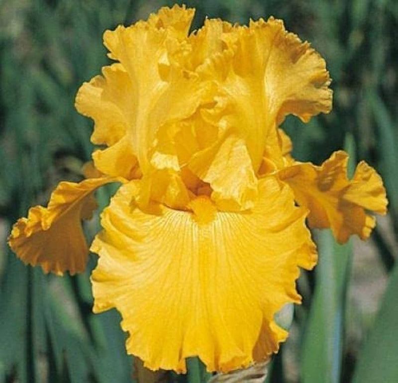 Plantogallery Iris Strong Gold Imported Flower Bulbs Size 7/8