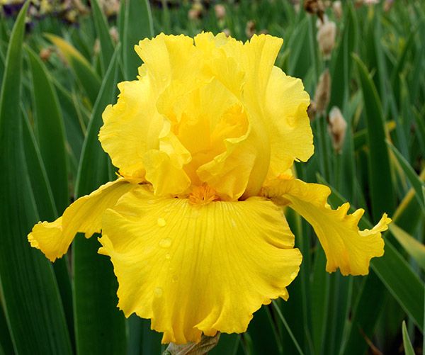 Plantogallery Iris Strong Gold Imported Flower Bulbs Size 7/8