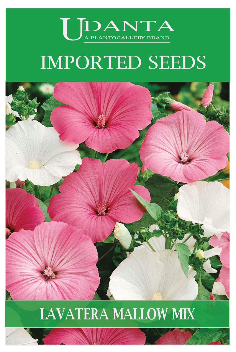 Udanta Imported Flower Seeds - Lavatera Mallow Beauty Flower Seeds For Perennial Gardening - Qty 100+ Seeds (Mix) Pack of 2 Pkt