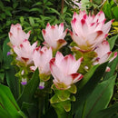 Imported Curcuma Alismatifolia Siam Tulip Flower Bulbs - Variety Solar (Light Pink)