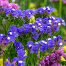 Limonium sinuatum Hipster Blue Flower Imported 20 Seeds
