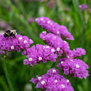 Limonium sinuatum Hipster Rose Flower Imported 20 Seeds