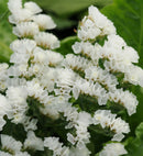 Limonium sinuatum Hipster White Flower Imported 20 Seeds