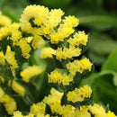 Limonium sinuatum Hipster Yellow Flower Imported 20 Seeds