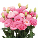Lisianthus F1 Rosita 2 Pink Ver Flower Imported 20 Seeds