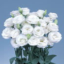 Lisianthus F1 Rosita 2 White Flower Imported 20 Seeds