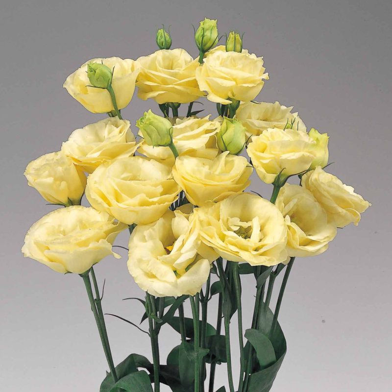 Lisianthus F1 Rosita 2 Yellow Ver Flower Imported 20 Seeds