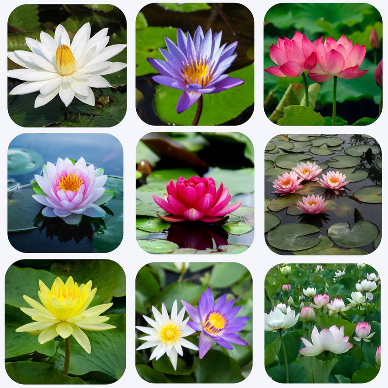 Plantogallery Lotus Flower Seeds For Home Gardening Pack Of 10 Seeds