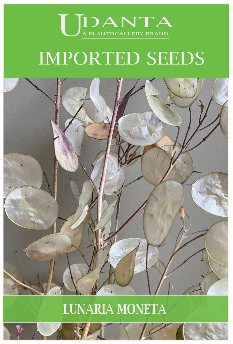 Udanta Imported Flower Seeds - Lunaria Moneta Del Papa Honesty Flower Seeds - Qty 2Gm Pack of 5 Pkt
