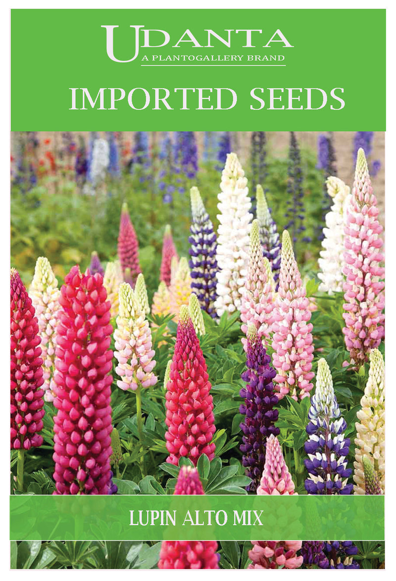 Udanta Imported Flower Seeds - Lupin Alto Perennial Flower Seeds - Qty 2.5Gm (Mix) Pack of 2 Pkt