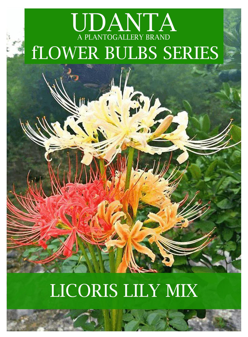 Udanta Lycoris Lily Multicolor Flower Bulbs Big Size - Set Of 5pcs