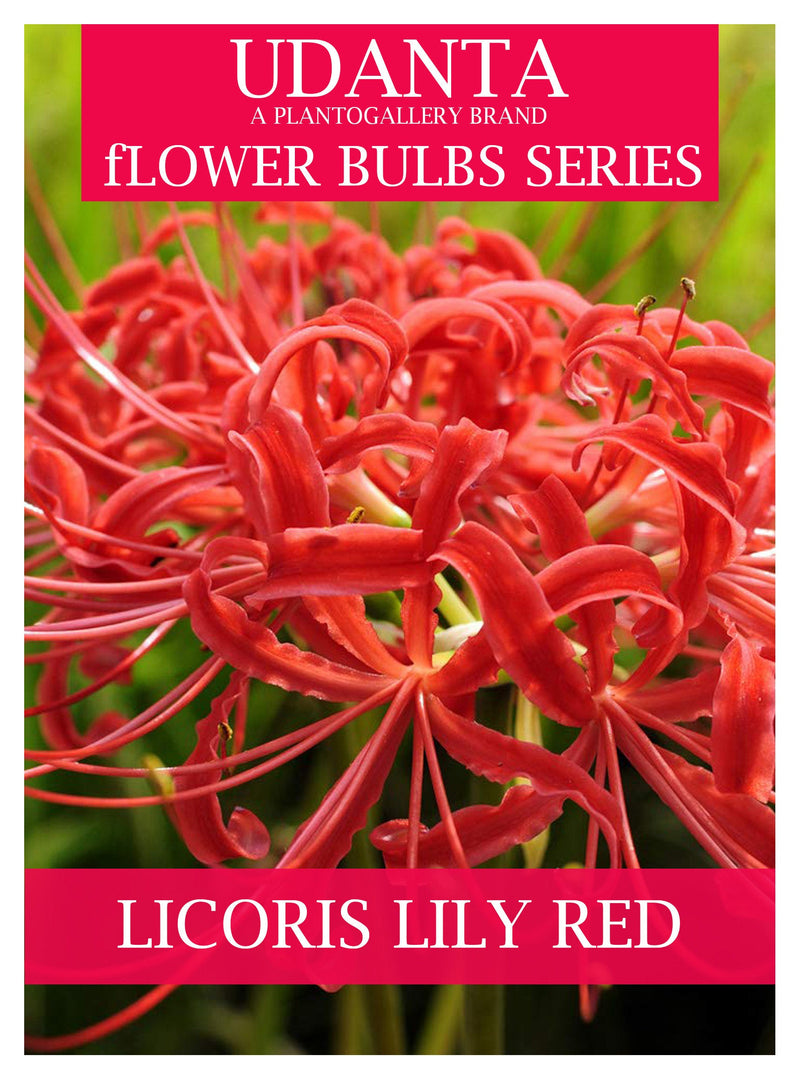 Udanta Lycoris Lily Flower Bulbs - Pack Of 5 Bulbs (Red)