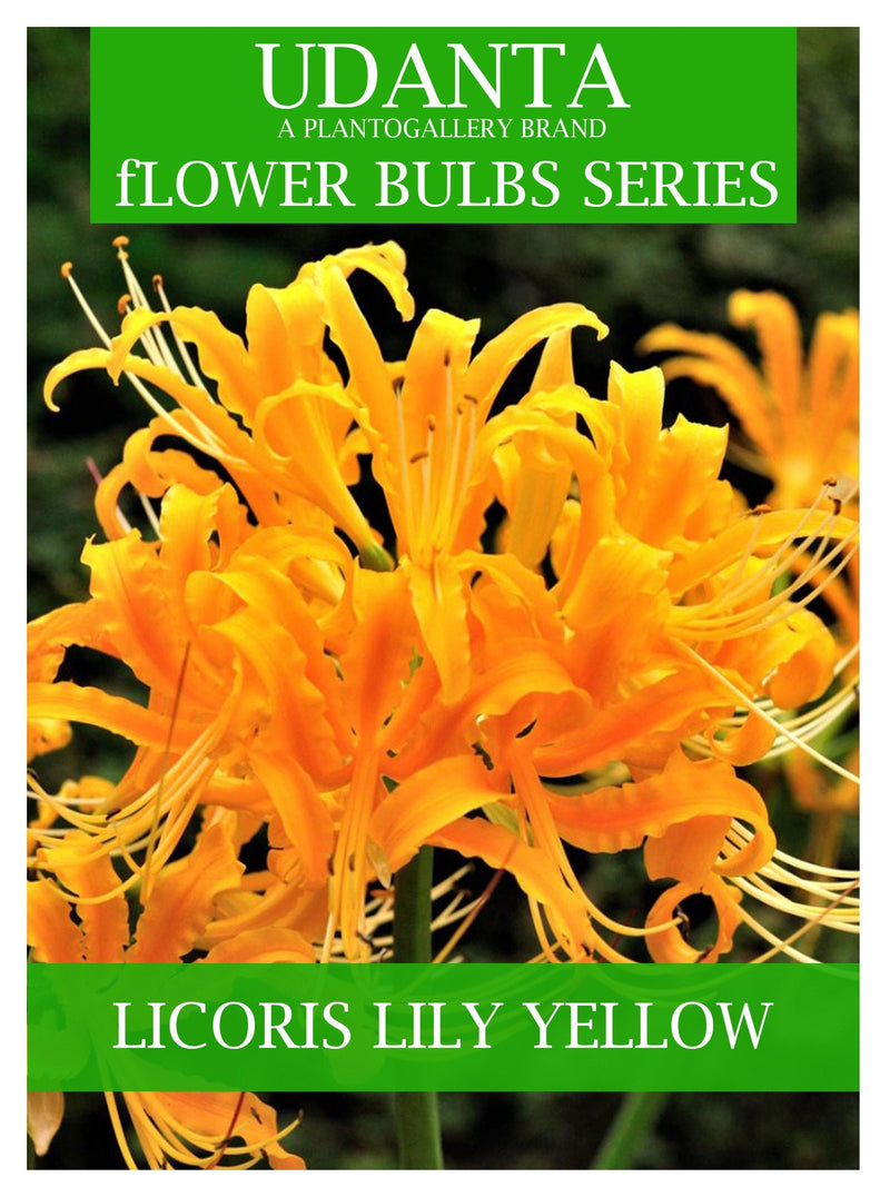 Udanta Lycoris Lily Big Size Flower Bulbs - Set of 10pcs (Yellow)