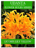 Udanta Lycoris Lily Big Size Flower Bulbs - Set Of 5pcs (Yellow)