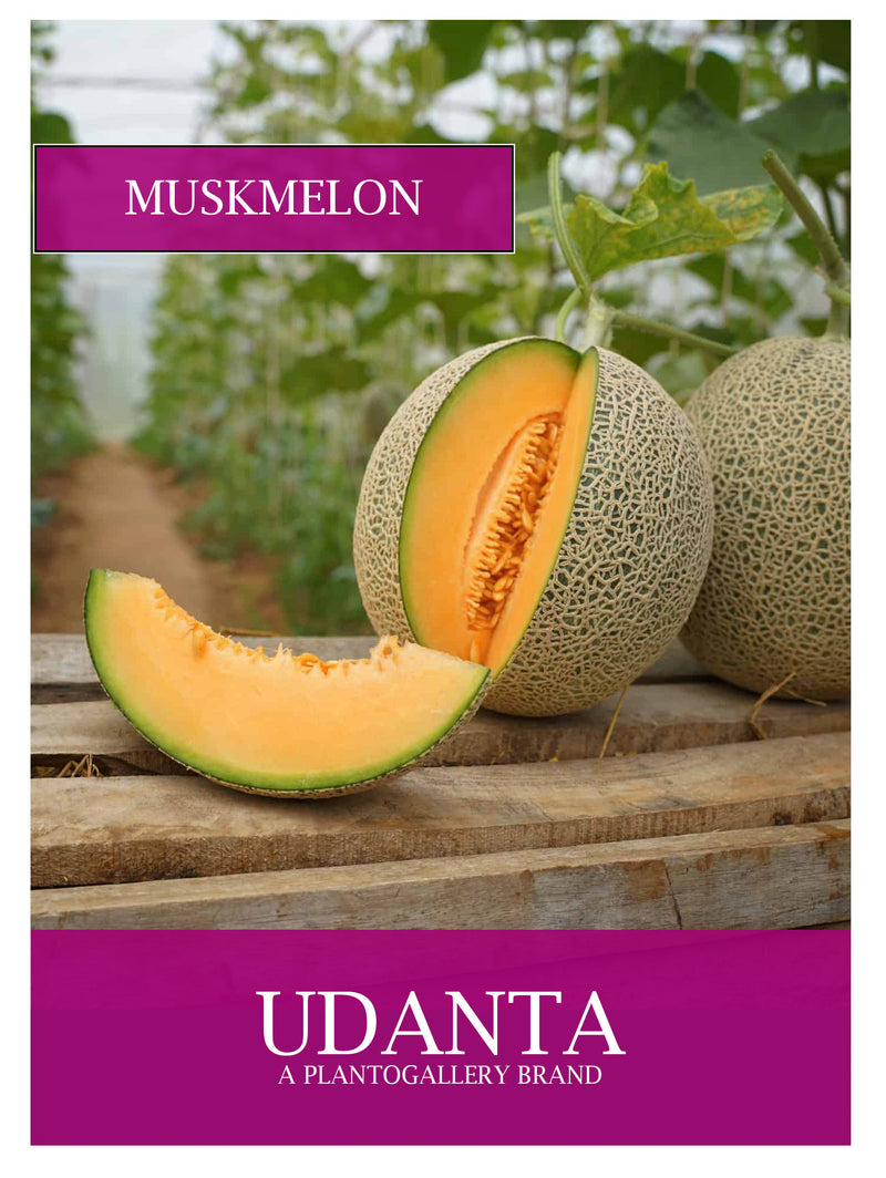 Udanta Muskmelon Vegetable Seeds For Kitchen Garden Avg 30-40 Seeds Pkts