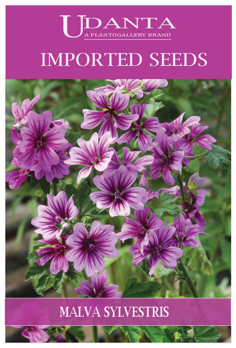 Udanta Imported Flower Seeds - Malva Sylvestris Beautiful Flower Seeds Perennial Gardening - Qty 0.5Gm (Rose Purple) Pack of 5 Pkt