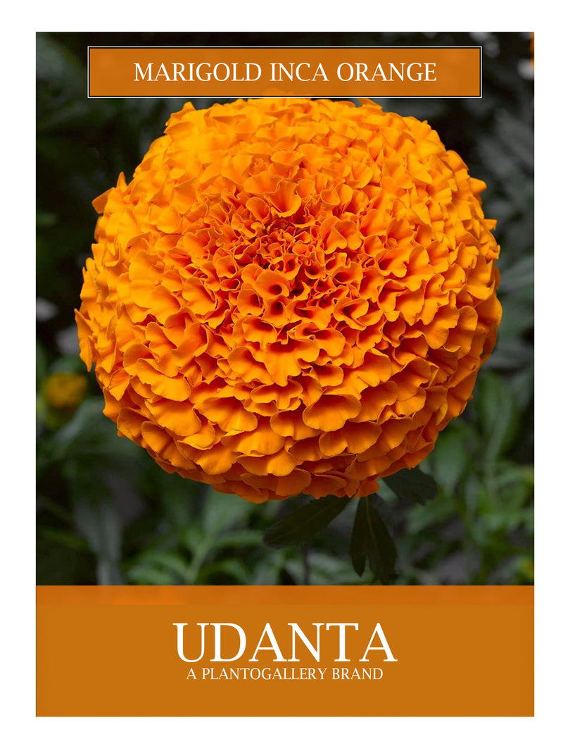Udanta Marigold Inca Orange Hybrid Flower Seeds- Pack Of 10 Seeds