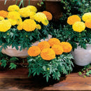 Marigold F1 Antigua Mix Flower Imported 20 Seeds
