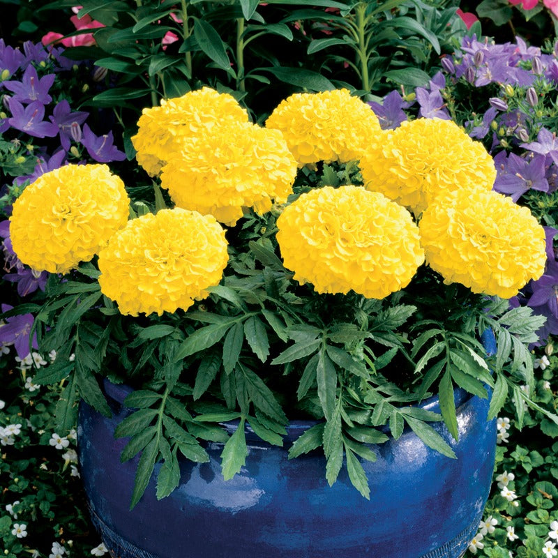 Marigold F1 Antigua Yellow Flower Imported 20 Seeds